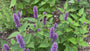 Dropplant - Agastache mexicana 'Ouverture'