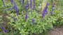 Meelsalie - Salvia farinacea