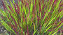 Japans bloedgras - Imperata cylindrica 'Red Baron'