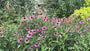 Choisya - Choisya ternata 'Sundance'