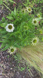 Witte Zonnehoed - Echinacea purpurea 'Alba'