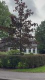Roodbladige Noorse esdoorn - Acer platanoides 'Royal Red' Hoogstam boom