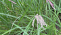 Prachtriet - Miscanthus sinensis 'Ferner Osten'