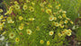 Meisjesogen - Coreopsis verticillata