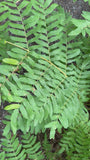 Koningsvaren (Hoogte 150 cm) - Osmunda regalis