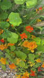 Oost Indische kers - Tropaeolum majus