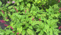 Duizendknoop Roze/Rood (Lage soort 25 cm hoog) - Persicaria affinis 'Darjeeling Red' TIP