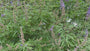 Monnikspeper - Vitex agnus castus
