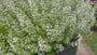 Kleine bergsteentijm - Clinopodium calamintha 'White Cloud'