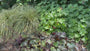 Geelbonte Zegge - Carex oshimensis 'Evergold'