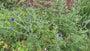 Biologisch Kogeldistel - Echinops ritro 'Veitch's Blue'