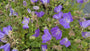 Karpatenklokje - Campanula carpatica 'Blaue Clips'