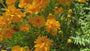 Meisjesogen - Coreopsis grandiflora 'Badengold'