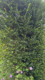 Taxushaag - Taxus baccata