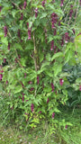 Fazantenbes - Leycesteria formosa