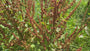 Biologisch Veldzuring - Rumex acetosa