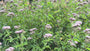 Leverkruid / Koninginnenkruid (Groeihoogte 125 cm) - Eupatorium cannabinum
