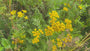 Boerenwormkruid - Tanacetum vulgare