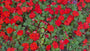 Vlijtig liesje - Impatiens walleriana 'Red'