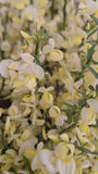 Brem - Cytisus praecox TIP