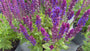 Salie (Blauw / Hoogte 40 cm) - Salvia nemorosa 'Ostfriesland'