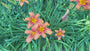 Biologisch Daglelie (Roze) - Hemerocallis 'Pink Damask'