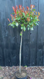 Glansmispel Photinia 'Red Robin' Halfstam boompje