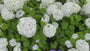 Hortensia - Hydrangea Arborescens 'Annabelle'