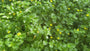 Boswederik - Lysimachia nemorum