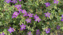Ooievaarsbek - Geranium wlassovianum