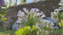 Afrikaanse lelie - Agapanthus africanus 'Albus'