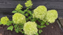 Pluimhortensia - Hydrangea paniculata 'Limelight'