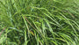 Biologisch Struisriet - Calamagrostis x acutiflora 'Karl Foerster' TIP