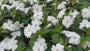 Vlijtig liesje - Impatiens walleriana 'White'