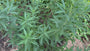 Blauwe ster - Amsonia tabernaemontana