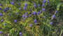 Blauw druifje - Muscari botryoides 'Superstar'