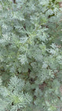 Absintalsem - Artemisia absinthium