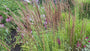 Struisriet - Calamagrostis x acutiflora 'Karl Foerster' TIP