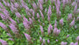 Pluimspirea (Roze / Paars) - Astilbe chinensis 'Pumila'