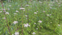 Leverkruid / Koninginnenkruid (Groeihoogte 125 cm) - Eupatorium cannabinum