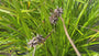 Morgenster - Carex grayi