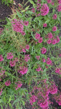 Rode spoorbloem - Centranthus ruber 'Coccineus'