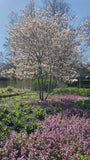 Biologische Meerstammige Krentenboompje - Amelanchier lamarckii
