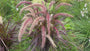 Lampenpoetsersgras - Pennisetum advena 'Rubrum'