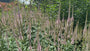 Zwarte ereprijs - Veronicastrum virginicum 'Roseum'