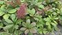 Schout bij nacht - Rodgersia Aesculifolia