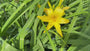 Biologisch Daglelie - Hemerocallis 'Stella de Oro'