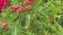 Biologisch Gewoon duizendblad - Achillea millefolium 'Paprika'
