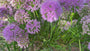 Biologiosche Sierui - Allium 'Millenium'