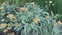 Geel duizendblad - Achillea filemdupila